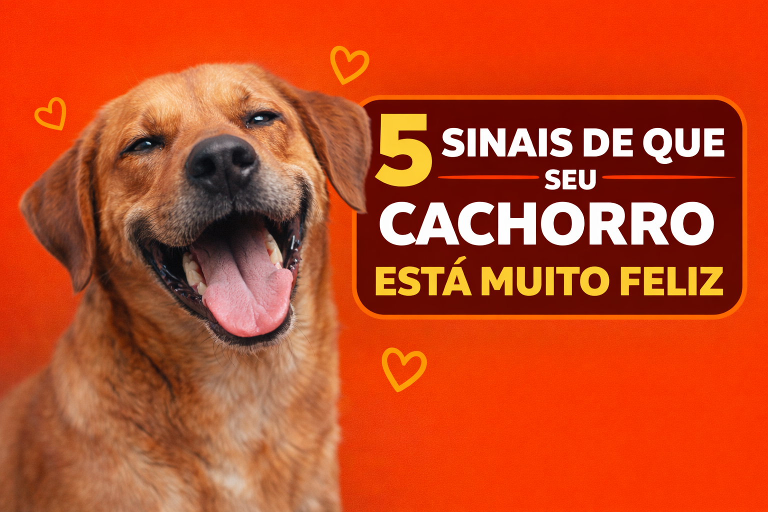 5 sinais de que seu cachorro está muito feliz